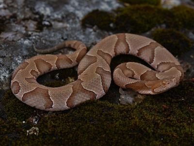 Eastern copperhead