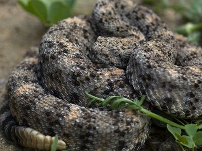 Southwestern speckled rattlesnake