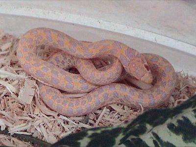 Checkered garter snake