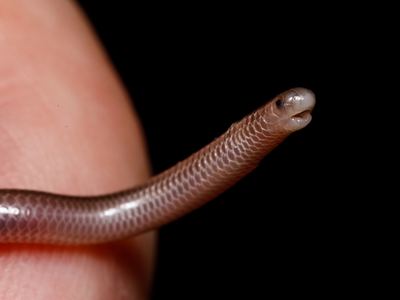 New Mexico threadsnake