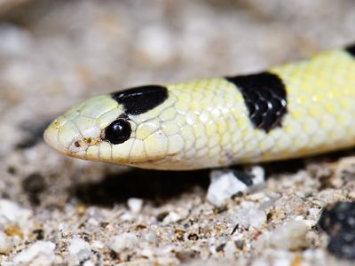 Western shovel-nosed snake