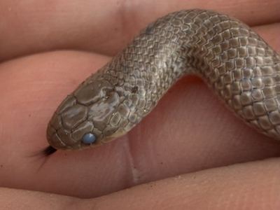 Great Plains ground snake