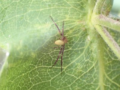 Misumessus dicaprioi