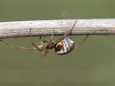 Same family (Linyphiidae): Frontinella pyramitela