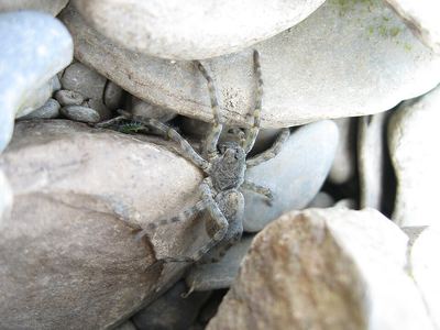 Arctosa cinerea