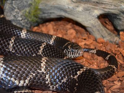 Eastern kingsnake