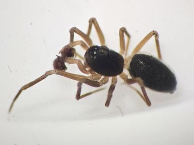 Genus Disembolus, species not shown