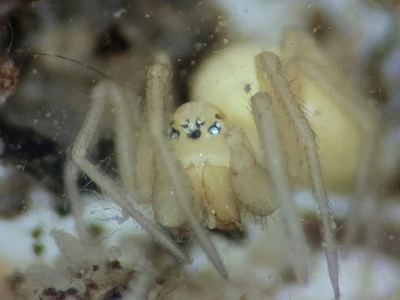 Genus Masoncus, species not shown